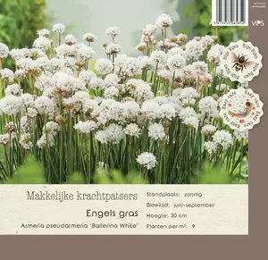 VIPS Armeria pseud. Ballerina White P9