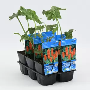 Arum italicum - afbeelding 2