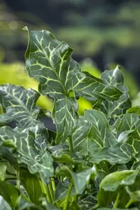 Arum italicum - afbeelding 2