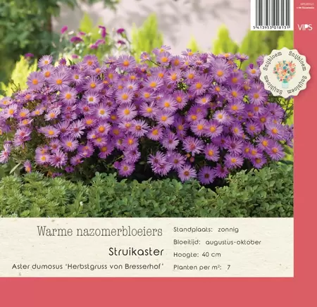 VIPS Aster (D) Herbstgruss Bresserhof p9