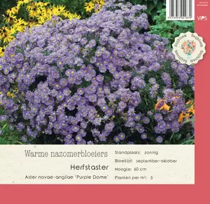 VIPS Aster novae-angliae Purple Dome P9