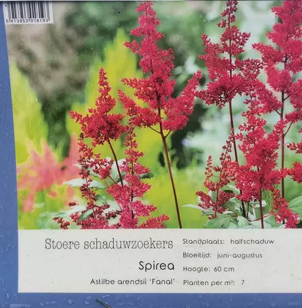VIPS Astilbe arendsii Fanal  P9 - afbeelding 1
