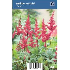 VIPS Astilbe arendsii Fanal  P9 - afbeelding 2