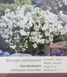 VIPS Aubrieta gracilis Florado White P9