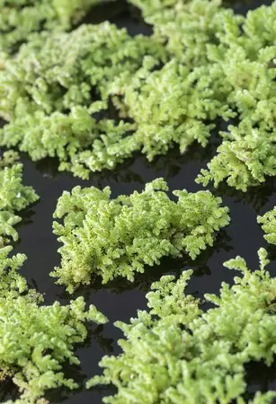 Azolla caroliniana beker medium - afbeelding 2