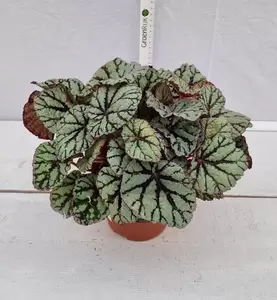 Begonia BD 'MagicColours Fedor' P13 - afbeelding 2