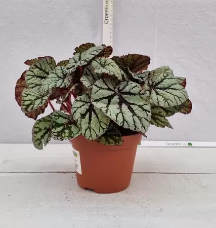 Begonia BD 'MagicColours Fedor' P13 - afbeelding 1