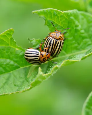 Bestrijdingsmiddelen