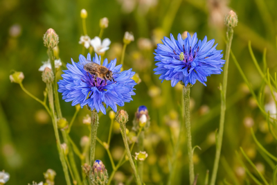 Bij-vriendelijke planten