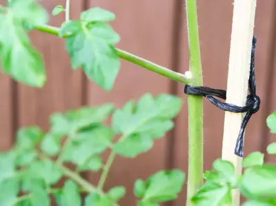 Bind- en klimmateriaal