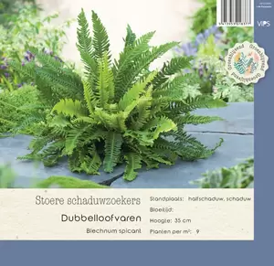 VIPS Blechnum spicant P9