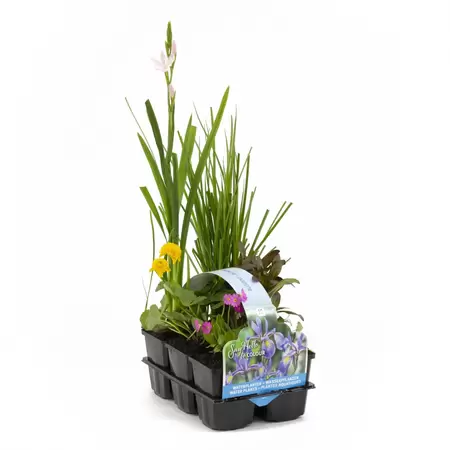 Bloeiend waterplanten 6-pack