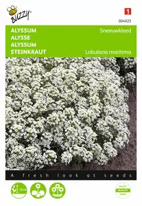 BUZZY Alyssum sneeuwkleed wit 0.5g