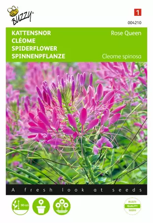 BUZZY Cleome spinosa rose queen 0.75g