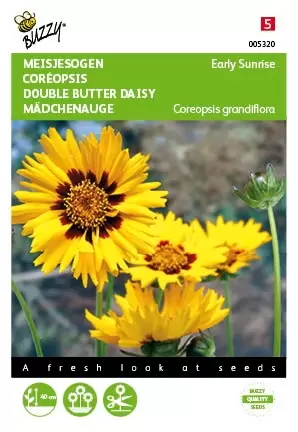 BUZZY Coreopsis early sunrise 25zdn