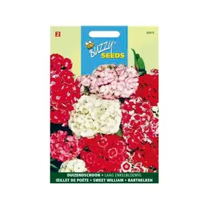 Buzzy® Dianthus, Duizendschoon dubbelbloemig gemengd