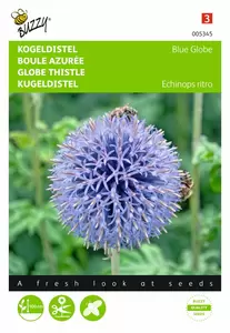 Buzzy® Echinops, Kogeldistel Blue Globe