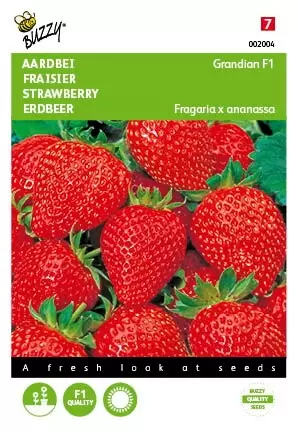 BUZZY Fragaria grandian f1 20zd