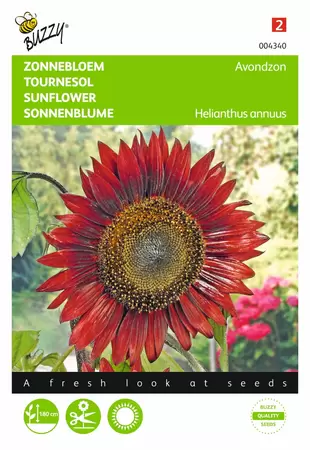 BUZZY Helianthus annuus avondzon bruin 2g