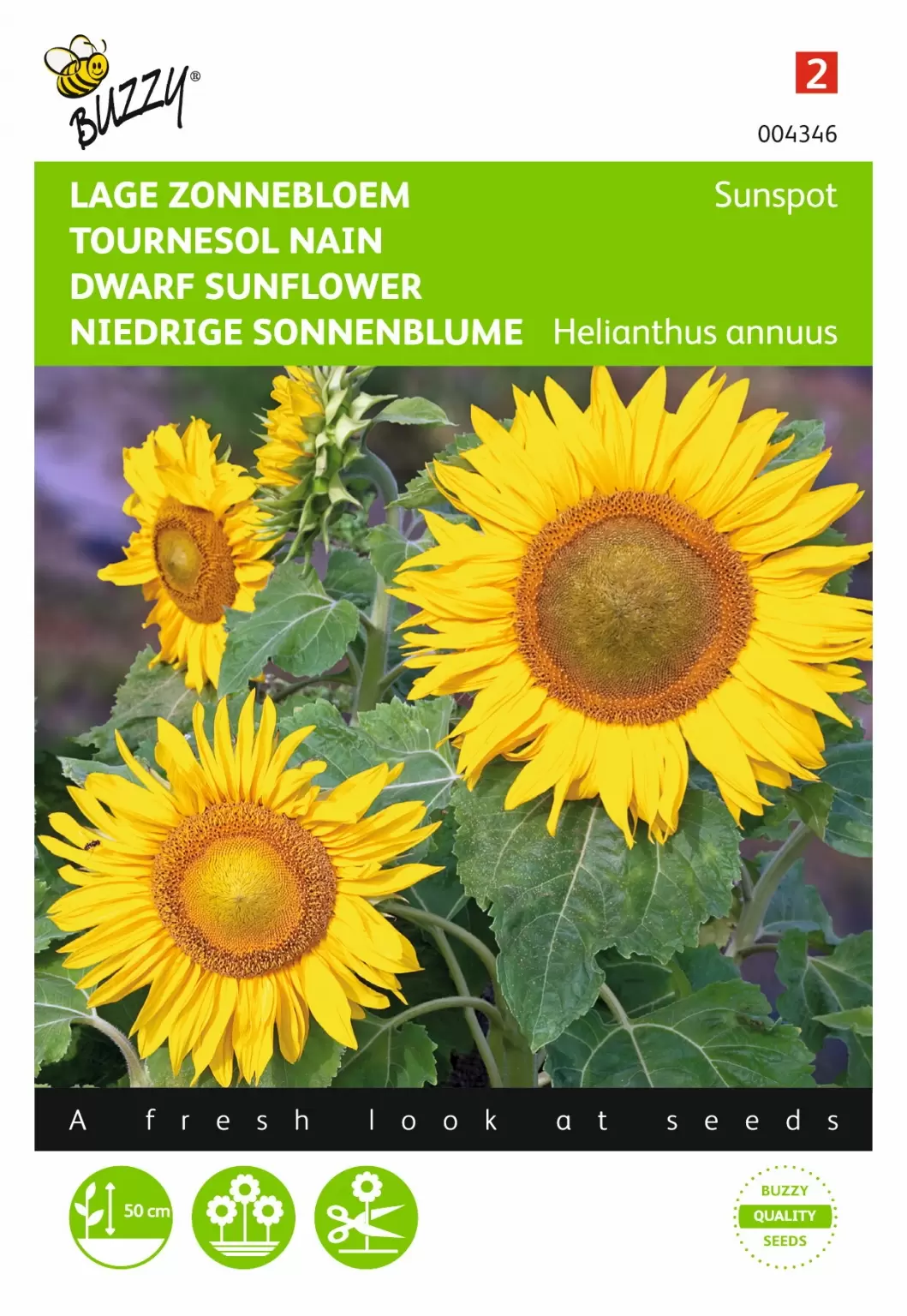 BUZZY Helianthus annuus sunspot enkelb 3g - GroenRijk Beneden Leeuwen ...