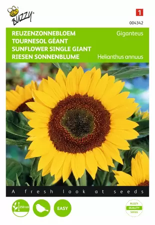 BUZZY Helianthus annuus uniflorus giga 4g