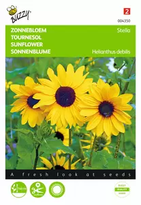 BUZZY Helianthus debilis geel stella 1g