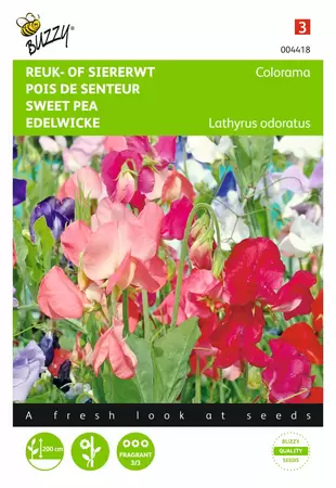 BUZZY Lathyrus multif. colorama 5g