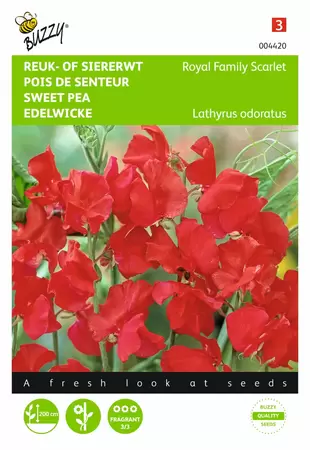 BUZZY Lathyrus od royal family rood 4g