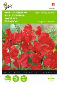 BUZZY Lathyrus od royal family rood 4g