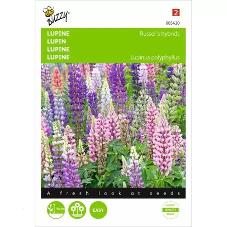 BUZZY Lupinus polyphyllus russells hy 2g