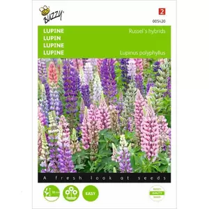 BUZZY Lupinus polyphyllus russells hy 2g