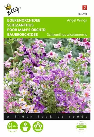 BUZZY Schizanthus wisetonensis angel 0.5g