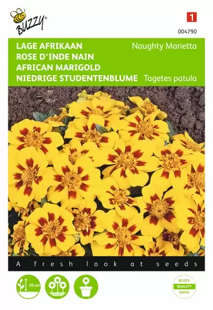 BUZZY Tagetes patula nana naughty mari 1g