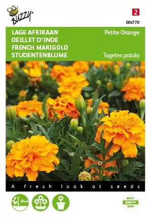 BUZZY Tagetes patula nana petite orang 1g