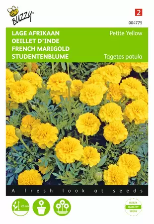 BUZZY Tagetes patula nana yellow boy 1g