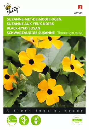 BUZZY Thunbergia alata suzanne 0.5g