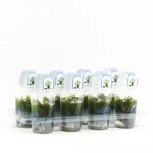 Cabomba Beker medium - afbeelding 2