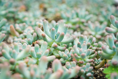 Cactussen en vetplanten