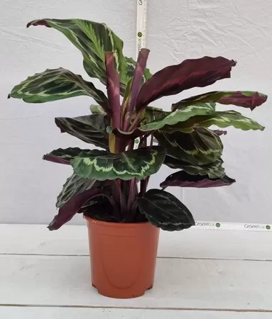 Calathea  'Medallion' P14 - afbeelding 1