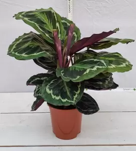 Calathea  'Medallion' P14 - afbeelding 2