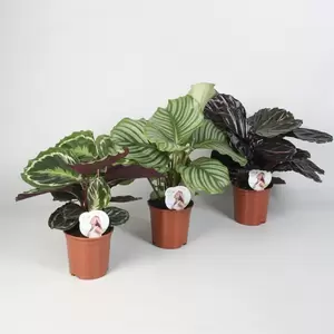 Calathea mix P14