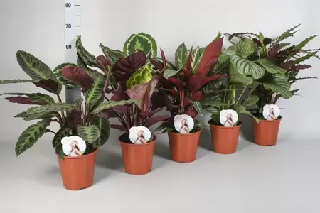 Calathea mix P19