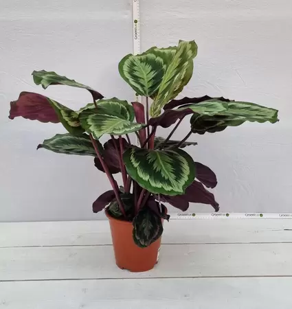 Calathea  'Mysty' P19 - afbeelding 2