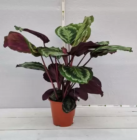 Calathea  'Mysty' P19 - afbeelding 1