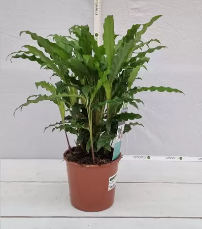 Calathea rufibarba 'Blue Grass' P17 - afbeelding 1