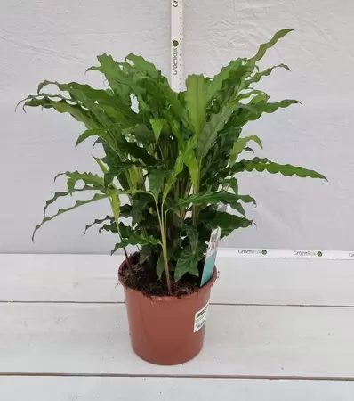 Calathea rufibarba 'Blue Grass' P17 - afbeelding 2