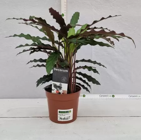 Calathea rufibarba 'Elgergrass' P12 - afbeelding 1