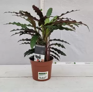 Calathea rufibarba 'Elgergrass' P12 - afbeelding 2