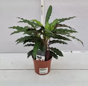 Calathea rufibarba 'Elgergrass' P12 - afbeelding 2