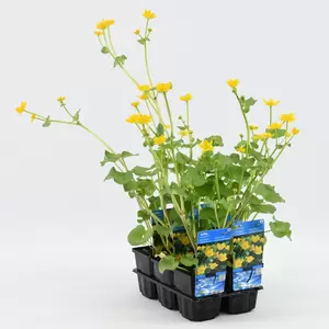 Caltha palustris - afbeelding 2